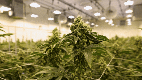 Plant Grow GIF by Exclusive Brands