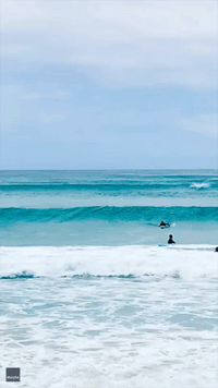 Dolphins Dive In and Out of Australian Waves Alongside Surfers