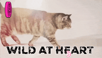 wild at heart cats GIF