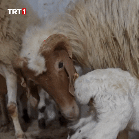 Demet Akalin Ok GIF by TRT