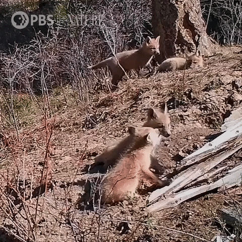 Pbs Nature Animales GIF by Nature on PBS