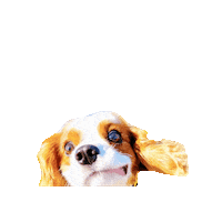 Happy Dogs Sticker