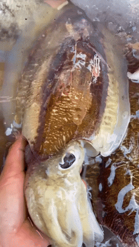 linhvu612 giphyupload 369fish mực nang GIF