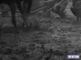 Akira Kurosawa Samurai Movie GIF by Turner Classic Movies