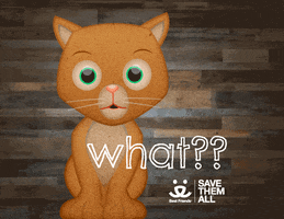 Excuse Me Reaction GIF by Best Friends Animal Society