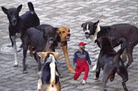 Chokli GIF