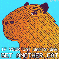 Good Morning Cats GIF by PEEKASSO