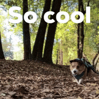 So Cool Corgi GIF