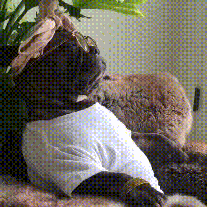 Dog Pam GIF by MOODMAN