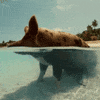 R And R Swimming GIF by Angry Birds
