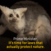 ausconservation cute animals extinction erased australian animals GIF
