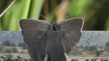 cat power cassius official GIF by CASSIUS