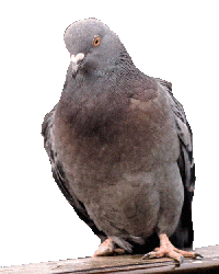 pigeon STICKER