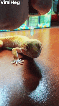 Lizard Has Waterproof Skin GIF by ViralHog