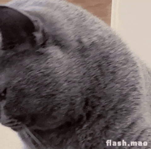 flashmao cat nope funny cat uninterested GIF