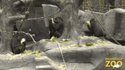 Gorilla Eating GIF by Brookfield Zoo