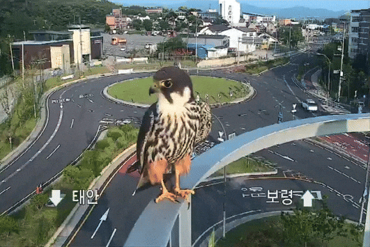 cuteanimalland giphyupload GIF