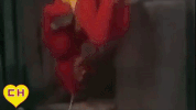 chavo del 8 GIF by Grupo Chespirito