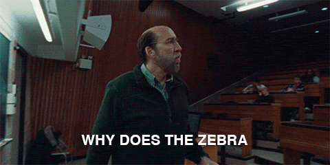 Dreams Zebra GIF by A24