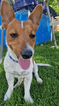 Jack Russell GIF