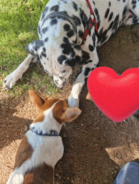 Jack Dalmatian GIF