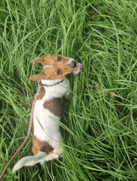 Dog GIF