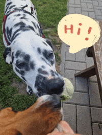 Dalmatian GIF