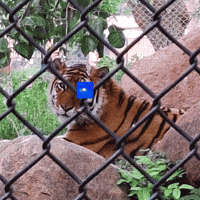 Photo Tiger GIF by Trevor Anderson