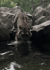 Amur Tiger Swimming GIF by John Ball Zoo
