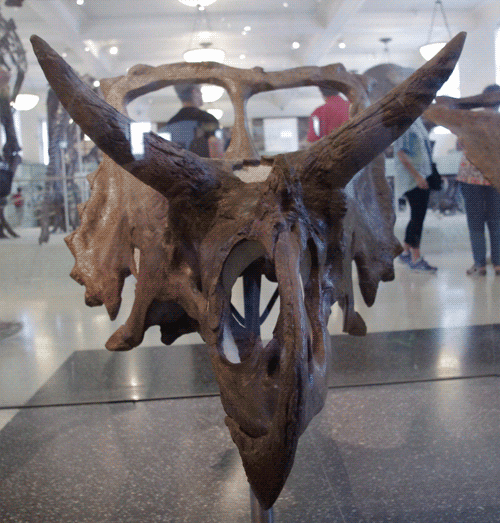 american museum of natural history dinosaur GIF