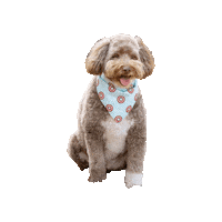 Captain America Sticker by Geekster Pets