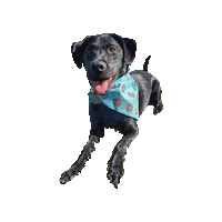 Black Dog Sticker by Geekster Pets