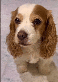 Bahng GIF