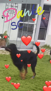 Dog Love GIF