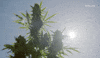 viceland GIF by WEEDIQUETTE