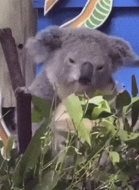 Scratching Koala Bear GIF
