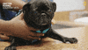 Excuse Me Reaction GIF by Nat Geo Wild