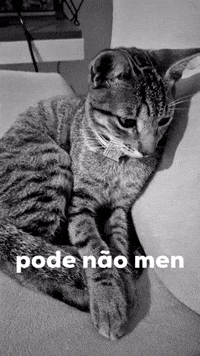 Preto E Branco Cat GIF