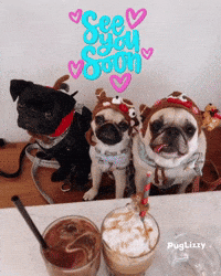 Miss You Pug GIF