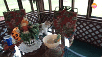 Cats Who Can't Halloween