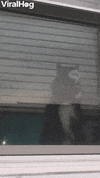 Jealous Kitty Uses Rapid Paws On Window GIF by ViralHog