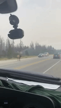 Bull Elk Intimidates Couple With Intense Stare-Down