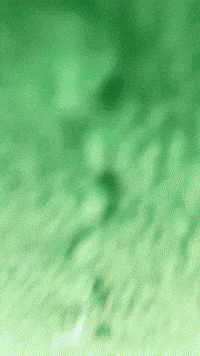 Frog GIF by Youtooz