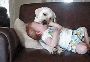 Video gif. White Labrador licks a toddler's ear as he turns his head laughing on a dark brown couch.