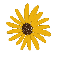 Daisy Flower Sticker