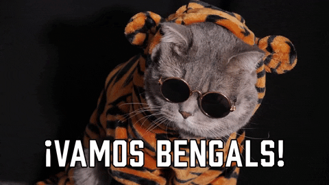 Cincinnati Bengals Sport GIF by Sealed With A GIF