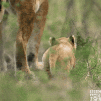 Sir David Attenborough Running GIF by BBC America