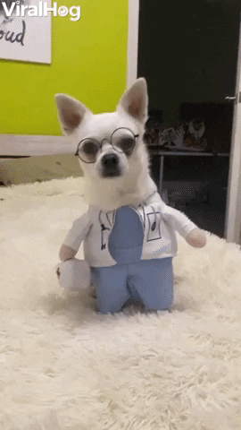 Cute Dog Wearing Doctor Costume GIF by ViralHog