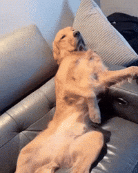 Golden Retriever Comedy GIF