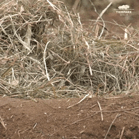 Good Morning Hello GIF by Tierpark Berlin